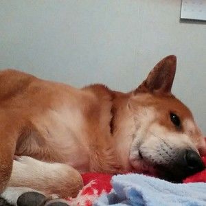 Meet your Posher, Margie